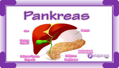 Pankreas - Pengertian Pankreas, Fungsi, Anatomi dan Gangguan Kesehatan pada Pankreas dengan ...