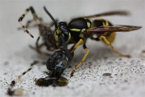 File:Wasp eating Spider 2 5 (2716190607).jpg