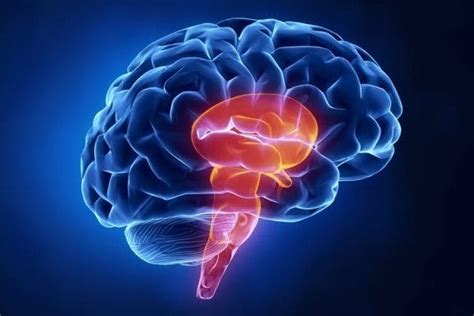 Brain Stem Stroke: How It Affects the Body & What to Expect | Flint Rehab