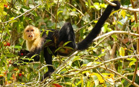 Tortuguero National Park | Sea turtles and wildlife paradise | Edventure