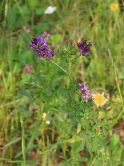 Alfalfa - Medicago Sativa: Edible & Medicinal Uses of the Vitamin and Mineral Supplement of Wild ...