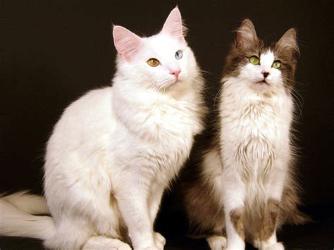 Gato Angora - Animales. Mascotas. | Mercafauna