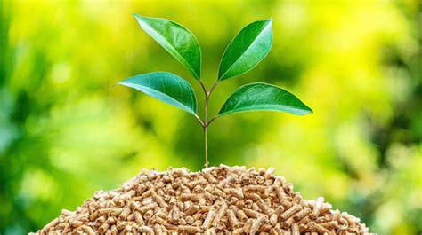 Biomass Strategy acknowledges off-grid challenges and role for HVO ...