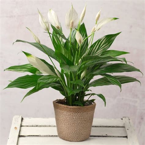 Peace Lily Plant | Beautiful & Affordable House Plants