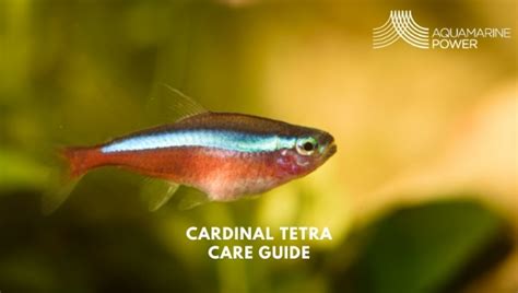 Cardinal Tetra 101: Species Summary & Ultimate Care Guide |2024