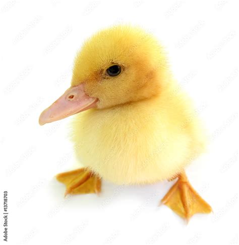 Duckling young baby duck Stock Photo | Adobe Stock