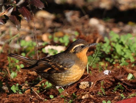 Pictures and information on Varied Thrush