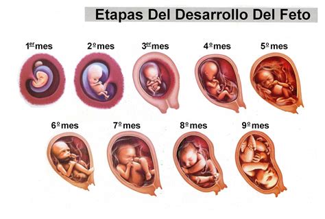 APRENDE A CODIFICAR DIAGNÓSTICOS Y PROCEDIMIENTOS OBSTÉTRICOS EN CIE-10-ES: CODIFICACIÓN CLÍNICA ...