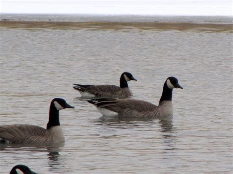 LESSER CANADA GOOSE | I think this is a Lesser Canada Goose.… | Flickr