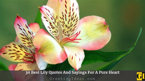 30 Best Lily Quotes And Sayings For A Pure Heart