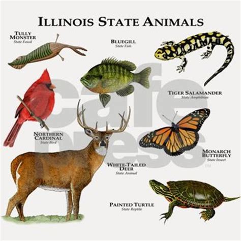 Illinois State Animals Shot Glass by Wildlife Arts2 - CafePress in 2021 ...