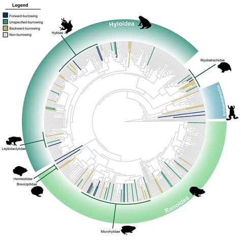 How to get the upper body of a burrowing frog – Research News