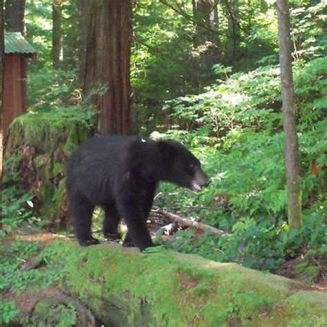 47 best Yosemite Wildlife images on Pinterest