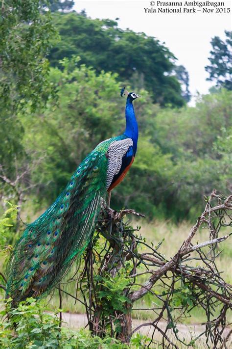 Indian Peacock, Yala National Park, Sri Lanka – SynergyY