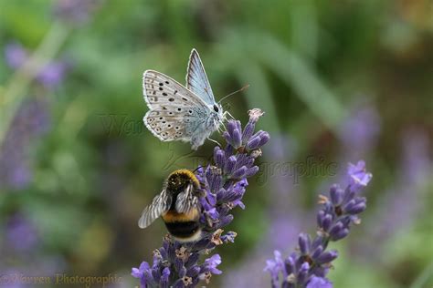 Chalkhill Blue Butterfly sharing lavender flowers with a bumblebee photo WP38625