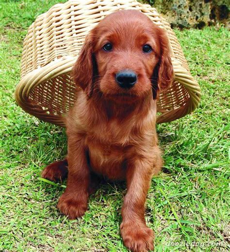 Irish Setter Dog Breed » Information, Pictures, & More