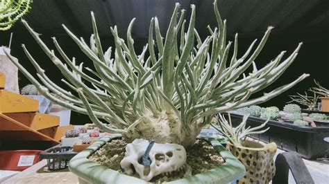 Caput Medusae Thailand - Unique Succulent Plant for Your Garden