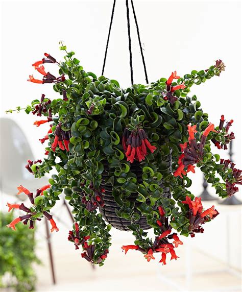 Lipstick Hanging Plant 'Rasta' | Lipstick plant, Hanging plants, Hanging plants diy