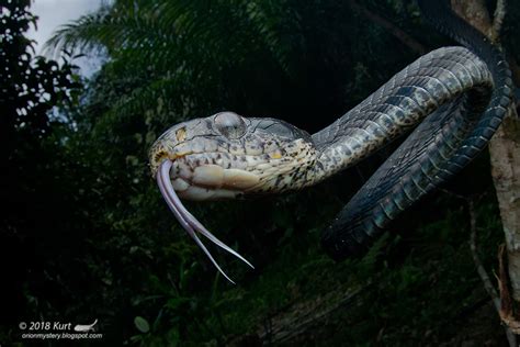 Boiga cynodon_MG_0360 copy | Up close with a dark form ( mel… | Flickr