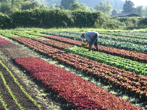 Organic Farming Apprenticeship in Oregon | Beginning Farmers