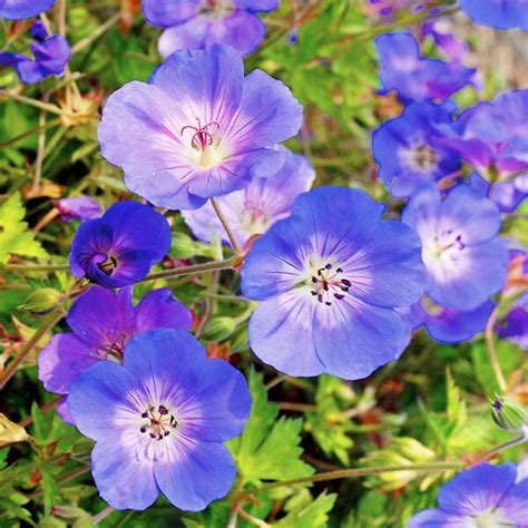 Rozanne Hardy Geranium For Sale Online | The Tree Center