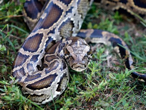 Want to hunt pythons in Florida this summer? This professional has tips