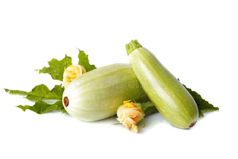 Vegetable marrow stock image. Image of organic, crop - 21945651