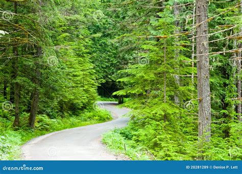 Winding Road in Forest stock image. Image of mount, america - 20281289