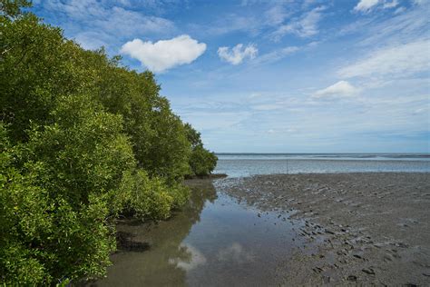 Scene of mangrove tree on the sea shore 8242626 Stock Photo at Vecteezy