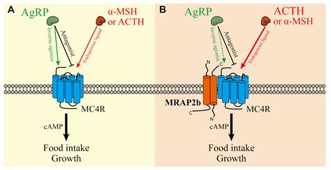 Melanocortin Receptor 4 (MC4R) Signaling System in Nile Tilapia