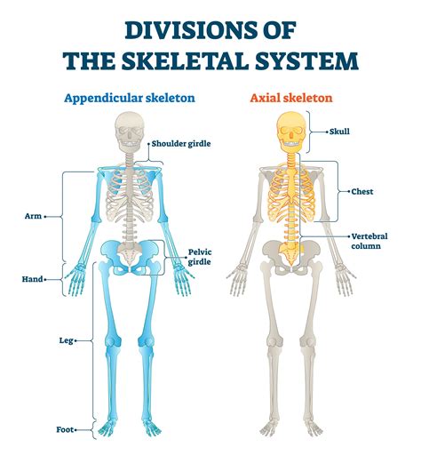 Skeletal System Labeled Axial And Appendicular