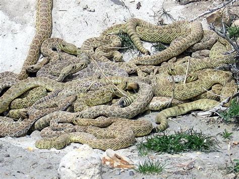 Rattlesnake nest 05 | Rattlesnake, Snake, Palo duro canyon texas