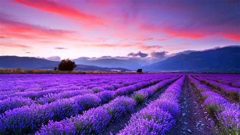 Lavender Fields Wallpapers - Top Free Lavender Fields Backgrounds ...