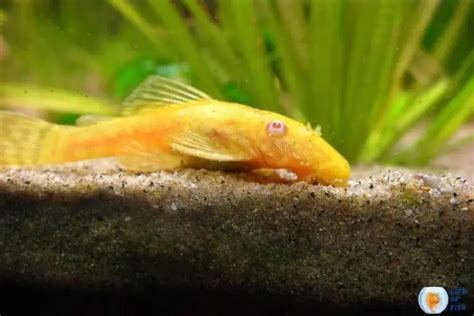 Albino Bristlenose Pleco (Ancistrus Cirrhosis) Ultimate Care Guide