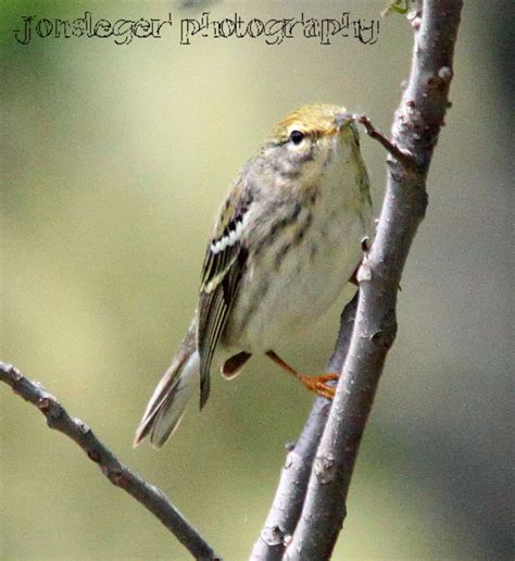 Northern Illinois Birder: Blackpoll Warbler; May Migration through Northern Illinois