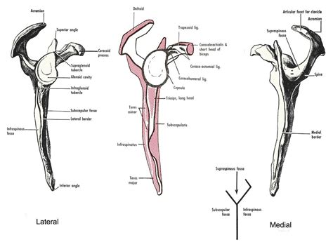 LATERAL & MEDIAL ASPECTS OF (RIGHT) SCAPULA The right scapula from lateral and medial aspects ...