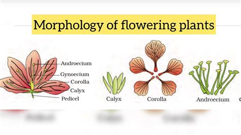 Flowchart Morphology In Flowering Plants | sexiezpix Web Porn