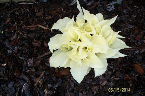 Hosta 'White Feather' in the Hostas Database - Garden.org