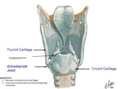 Cricothyroid Joint