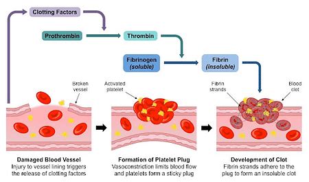 Blood Coagulation: Definition, Process and Sample Questions