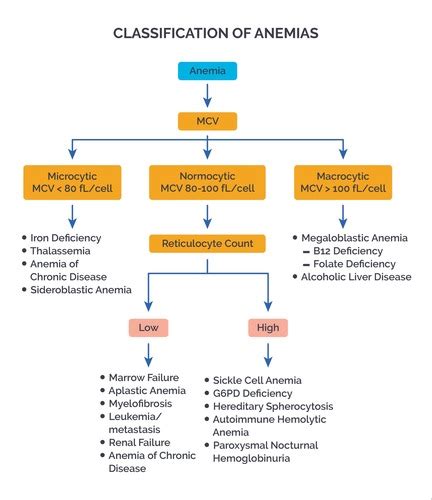 Pathophysiology RBC Disorders Flashcards | Quizlet