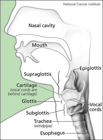 Vocal Tract Anatomy, Function & Diagram | Study.com