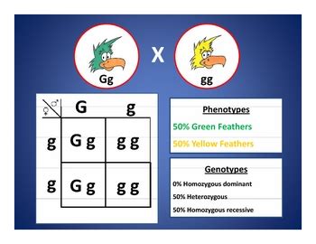 Punnett Square Generator by Haney Science | Teachers Pay Teachers