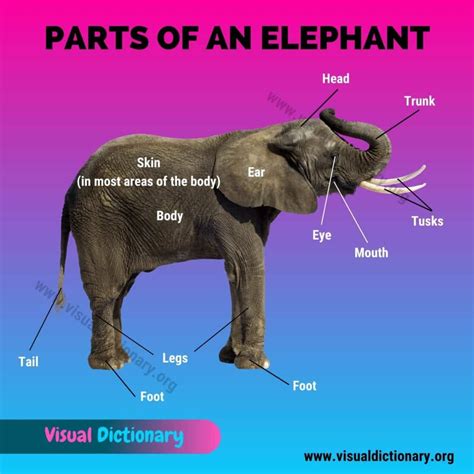 Elephant Parts: Great List of 12 Parts of an Elephant - Visual Dictionary