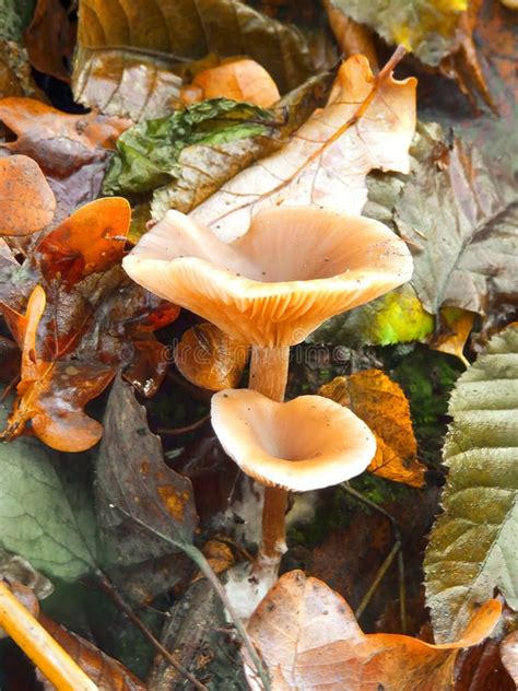 Autumn mushrooms stock photo. Image of toadstool, green - 12116976