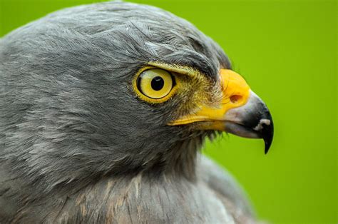 Roadside Hawk Portrait Photograph by Jess Kraft | Fine Art America