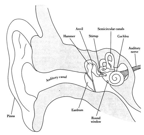 Image result for ear structure without label | Ear anatomy, Human ear anatomy, Human ear diagram