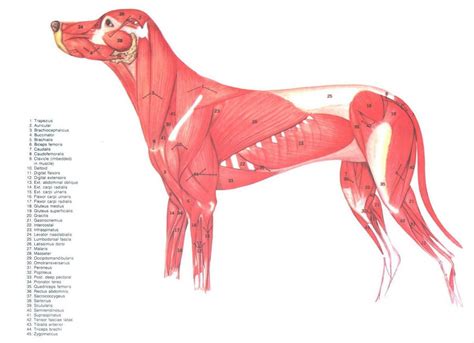 Diagram of Canine Muscles