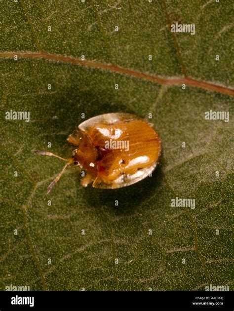 Gold bug hi-res stock photography and images - Alamy