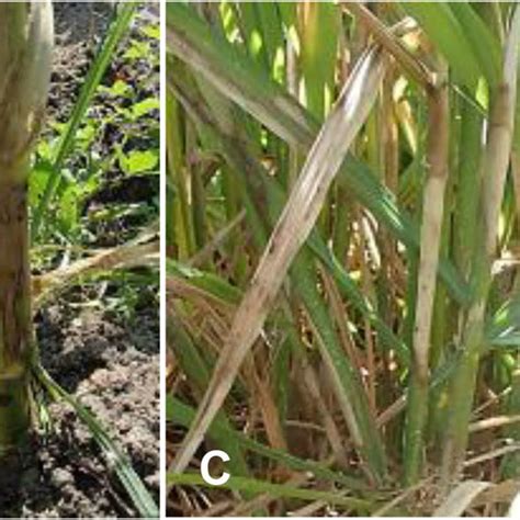 Symptoms of Rhizoctonia solani caused by diverse AGs on various hosts.... | Download Scientific ...